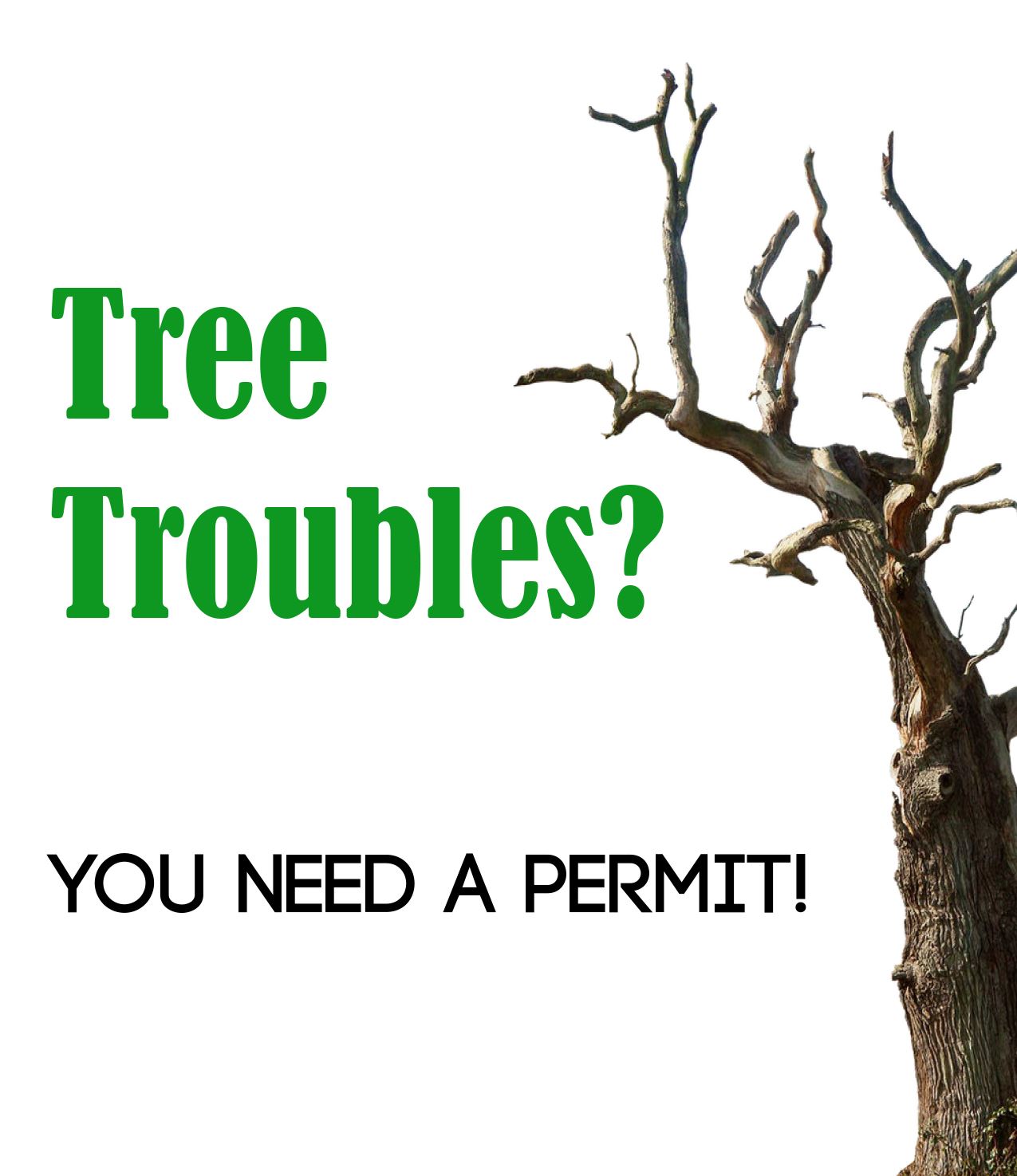 Tree troubles? You need a permit!
